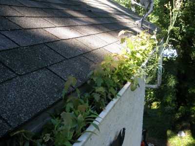 Gutters Growing a Garden