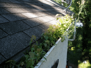 Gutter Gardening?