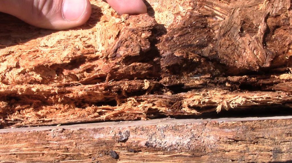 wood rot close-up