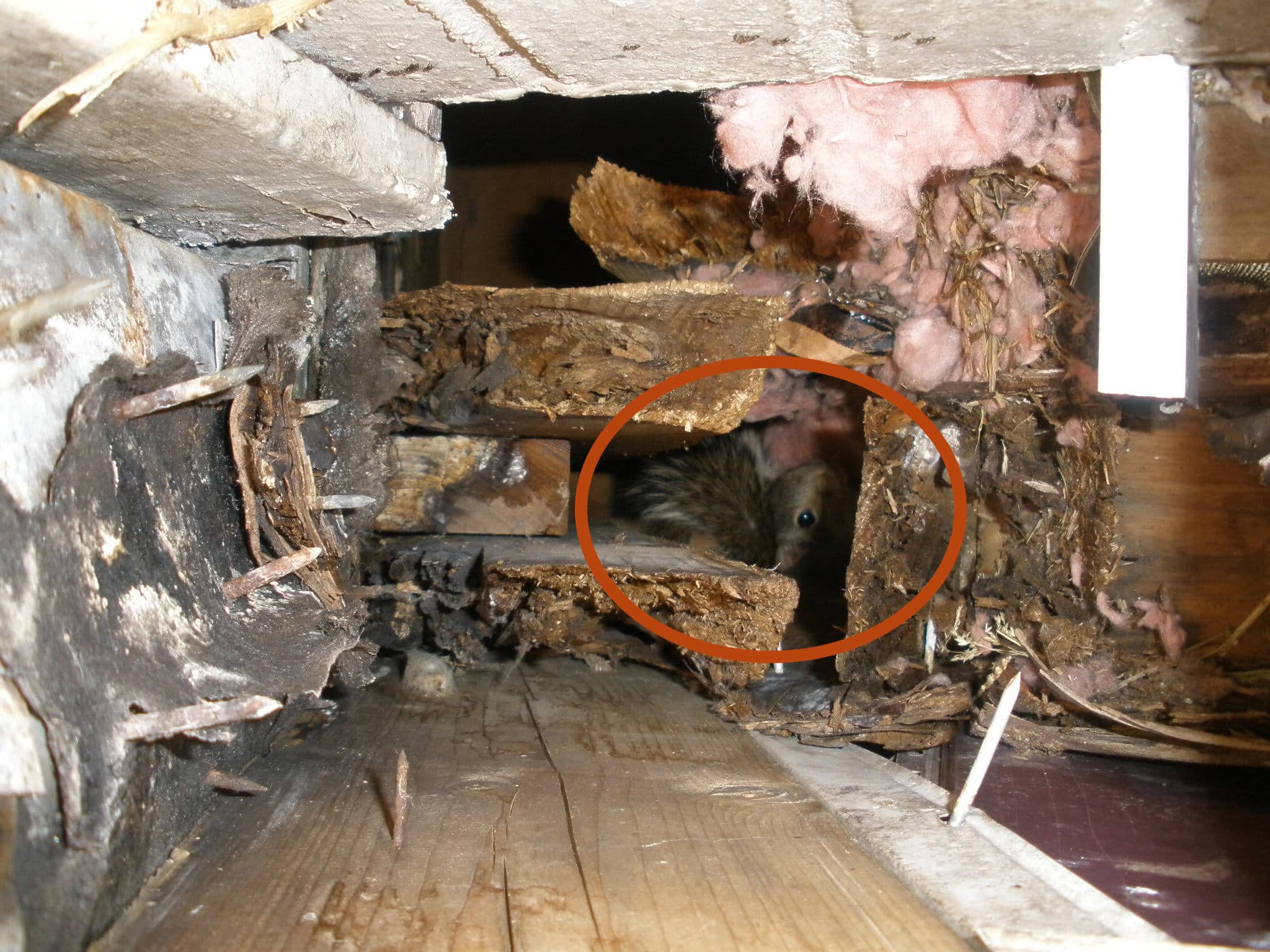 squirrel in sofft fascia animal damage outdoor home improvement carpentry home repair and handyman services in cincinnati OH