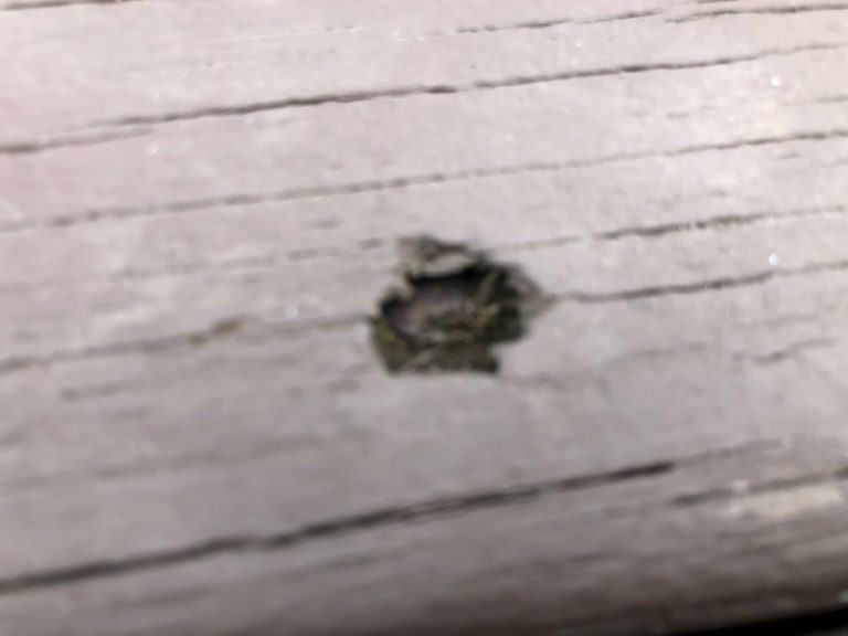 Why Are My Deck Boards Rotting So Quickly? - ProMaster Home Repair ...