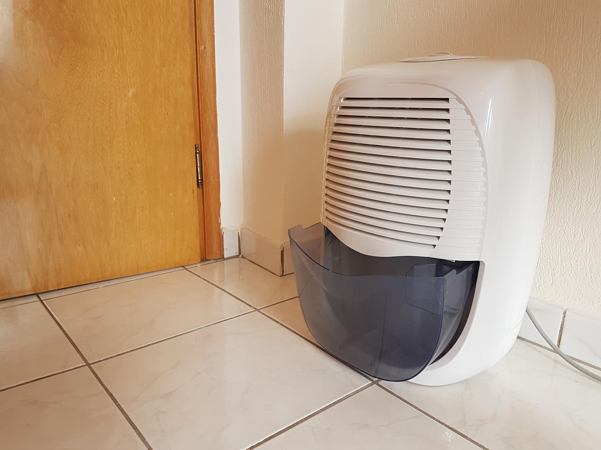 How to Prevent Basement Mold and Mildew | ProMaster Home Repair & Handyman